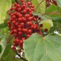 Igiri Tree, (Chinese Wonder) Idesia polycarpa, Tree 50 Seeds FJ