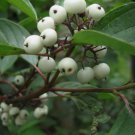 Coral Bark Dogwood (Siberian Tatarian Dogwood) Cornus alba sibirica, Shrub 20 Seeds FJ