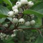 Coral Bark Dogwood (Siberian Tatarian Dogwood) Cornus alba sibirica, Shrub 20 Seeds FJ
