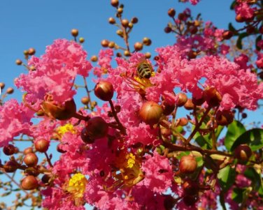 Crape Myrtle, Lagerstroemia indica, Tree 50 Seeds FJ