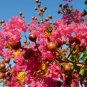 Crape Myrtle, Lagerstroemia indica, Tree 50 Seeds FJ