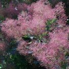 Purple Smoketree, Cotinus coggygria atropurpurea 20 Seeds FJ
