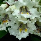 Catalpa, Catalpa speciosa, Northern, Tree 30 Seeds FJ