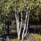 Japanese White Birch, Betula platyphylla japonica Whitespire, Tree 50 Seeds FJ