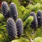 Balsam Fir, Abies balsamea, Tree 30 Seeds FJ