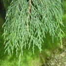 Kashmir Cypress, Cupressus cashmeriana, Tree 30 Seeds FJ