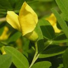 Siberian Pea Tree, Caragana arborescens 30 Seeds FJ