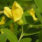 Siberian Pea Tree, Caragana arborescens 30 Seeds FJ