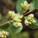 Coralberry, Symphoricarpos orbiculatus, Shrub 30 Seeds FJ