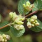 Coralberry, Symphoricarpos orbiculatus, Shrub 30 Seeds FJ