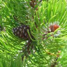 Mugo Pine, Pinus mugo Montana, Tree 30 Seeds FJ