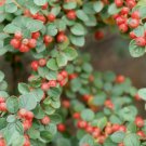 Rockspray Cotoneaster, Cotoneaster horizontalis 20 Seeds FJ
