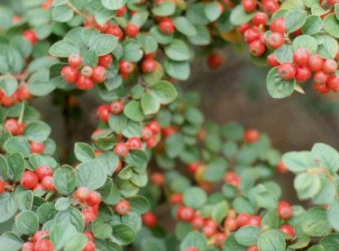 Rockspray Cotoneaster, Cotoneaster horizontalis 20 Seeds FJ