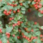 Rockspray Cotoneaster, Cotoneaster horizontalis 20 Seeds FJ