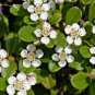 Rockspray Cotoneaster, Cotoneaster horizontalis 20 Seeds FJ