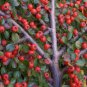 Rockspray Cotoneaster, Cotoneaster horizontalis 20 Seeds FJ