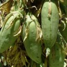 Banana yucca, Yucca baccata, Shrub 5 Seeds FJ