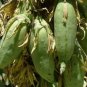Banana yucca, Yucca baccata, Shrub 5 Seeds FJ
