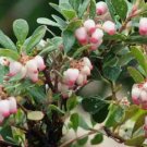 Bearberry, Arctostaphylos uva-ursi 20 Seeds FJ
