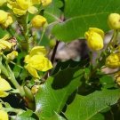 Oregon Holly Grape, Mahonia aquifolium, Shrub 20 Seeds FJ