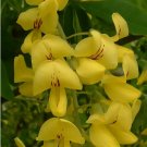 Lovely Golden Chain Tree, Laburnum anagyroides 20 Seeds FJ