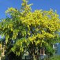 Lovely Golden Chain Tree, Laburnum anagyroides 20 Seeds FJ