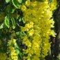 Lovely Golden Chain Tree, Laburnum anagyroides 20 Seeds FJ