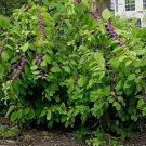 American Beautyberry, Callicarpa americana 30 Seeds FJ