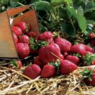 Quinault Ever Bearing Strawberry Plants (25 Bare-Root Plants)