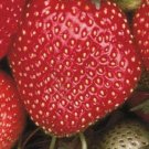 Sparkle Junebearing Strawberry Plants-(Lot Of 25 Bareroot Plants) FJ