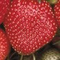Sparkle Junebearing Strawberry Plants-(Lot Of 25 Bareroot Plants) FJ