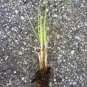 White Pampas Grass - Cortaderia selloana - 4 Plugs FJ