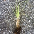 Purple Pampas Grass 4 Plugs FJ