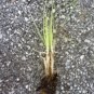 Purple Pampas Grass 4 Plugs FJ