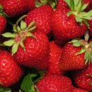 AC Wendy Strawberry (June-bearing) - 25 Fresh Live Plants FJ