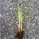 Purple Pampas Grass 3 Plugs FJ