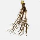 Honeoye Junebearing Strawberry Plant (Lot Of 10 Plants) FJ