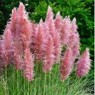 Pampas Grass- Pink- 3 Plugs FJ