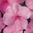 "Impish Impatiens" 5 Packs, Red Impatiens, Orange Impatiens, Pink Impatien Seeds FJ