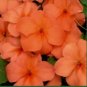 "Impish Impatiens" 5 Packs, Red Impatiens, Orange Impatiens, Pink Impatien Seeds FJ