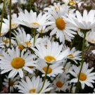 1/2 oz Ox Eye Daisy Seeds, Heirloom Daisies, Ox Eye Daisies, Heirloom Wildflower FJ