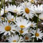 1/2 oz Ox Eye Daisy Seeds, Heirloom Daisies, Ox Eye Daisies, Heirloom Wildflower FJ