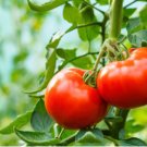 Tomato Seeds. Homestead, Non-Gmo Heirloom Tomato Seed, Very Heat Tolerant, 100ct FJ