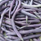 150 Purple Bean Seeds, Royal Burgundy, Heirloom Bean, Bush Green Beans, Non-Gmo FJ
