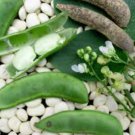 1 lb Lima Bean Seeds, Fordhook, Bush Lima Bean, Heirloom Non-Gmo Lima, 1300ct FJ