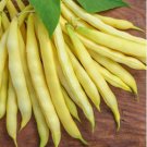 300 Yellow Bean Seeds, Gold Crop, Heirloom Beans, Bush Yellow Beans, Non-Gmo FJ