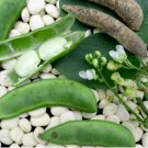 Lima Bean Seed, Fordhook, Bush Lima Bean, Heirloom Non-Gmo, Heavy Producer 100ct FJ