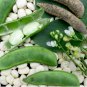 Lima Bean Seed, Fordhook, Bush Lima Bean, Heirloom Non-Gmo, Heavy Producer 100ct FJ