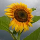 100 Sunflower Seeds, Mammoth Grey, Heirloom Sunflower Seeds, Yellow Sunflowers FJ