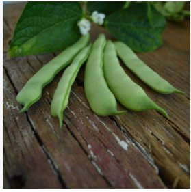 1 lb Bean Seeds, Roma II, Heirloom Bean, Italian Green Beans, Non-Gmo, 1400ct FJ